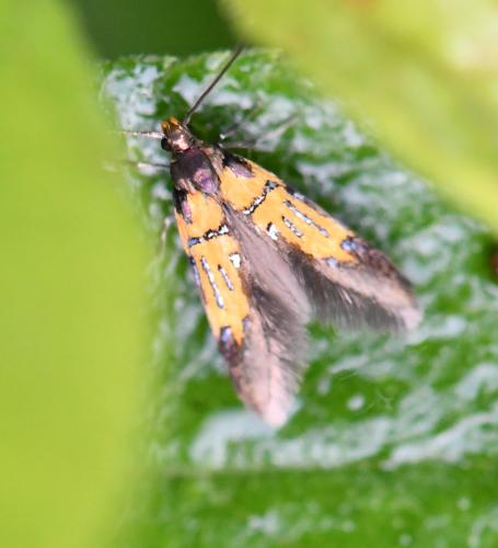 Schiffermuelleria schaefferella